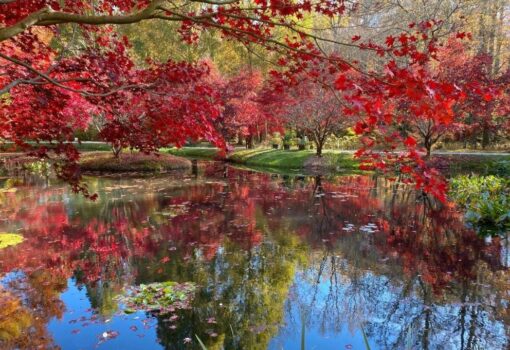 Experimente toda la belleza del otoño en Gibbs Gardens